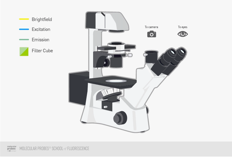 740x501 Epifluorescence Microscope Basics Thermo Fisher Scientific - Light Microscope Sketch