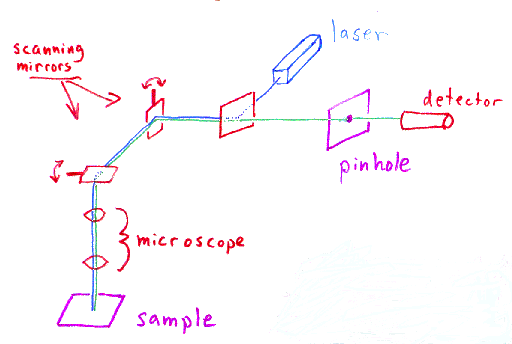 512x344 How Does A Confocal Microscope Work - Light Microscope Sketch