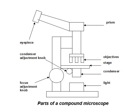 538x455 Microscope Work The British Lichen Society - Light Microscope Sketch