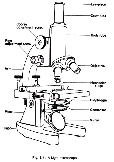 Light Microscope Sketch At Paintingvalleycom Explore