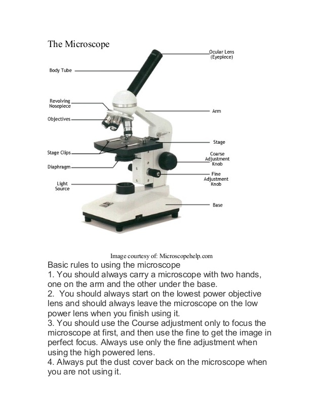 638x826 A Diagram Of Microscope - Light Microscope Sketch