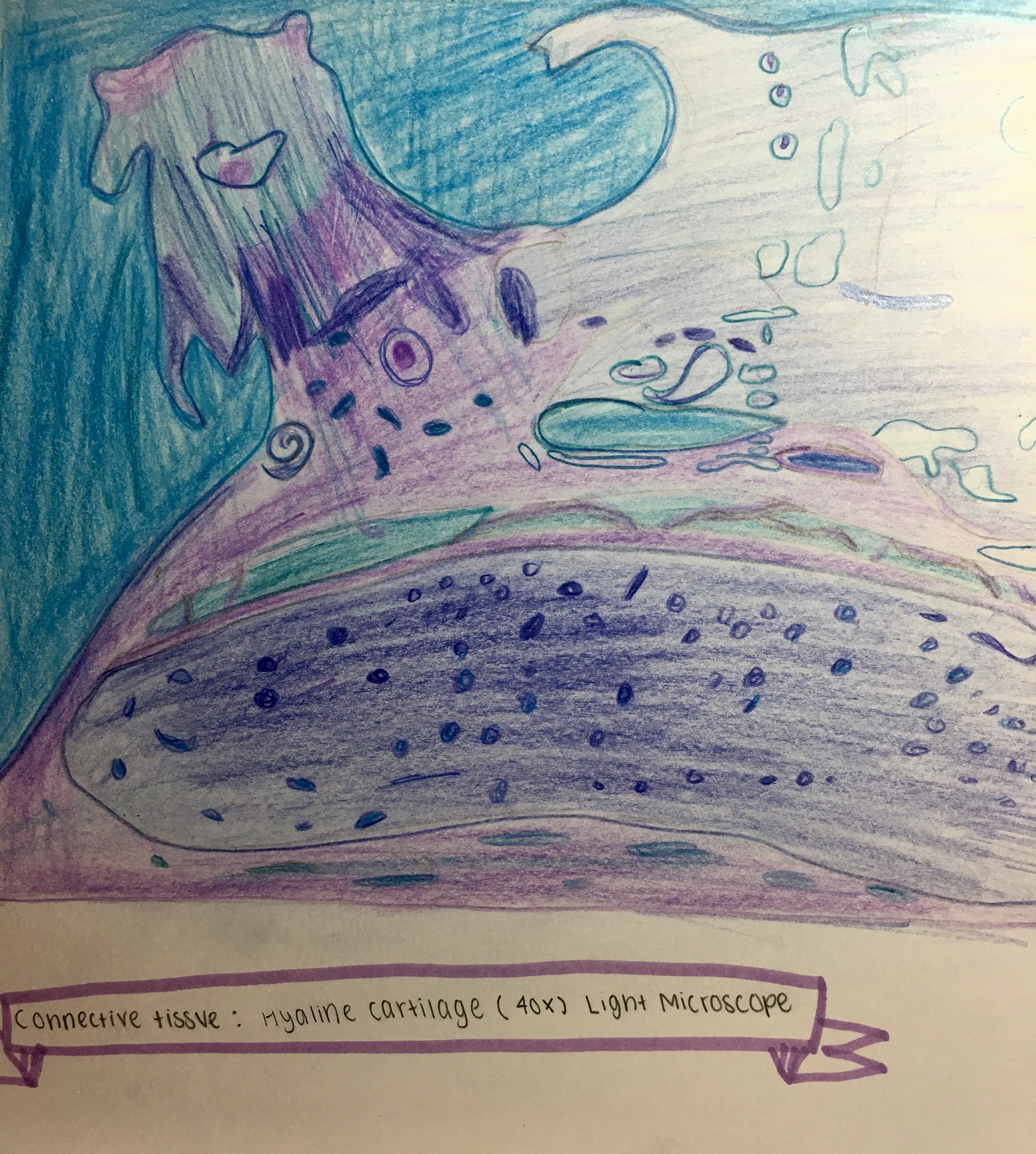 1839x2048 Sketch Of Hyaline Cartilage (40x) Light Microscope - Light Microscope Sketch