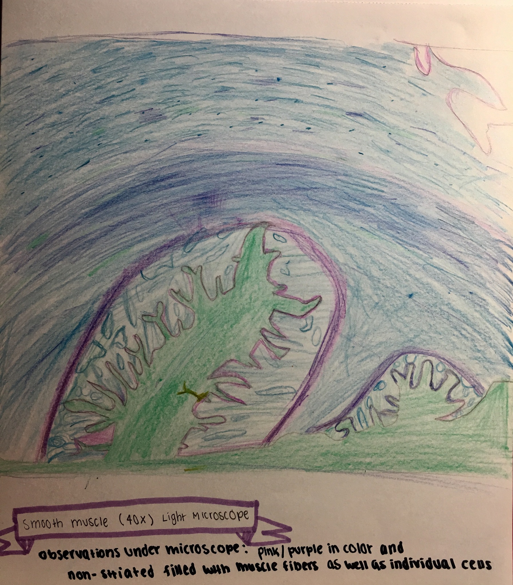 1793x2048 Sketch Of Smooth Muscle (40x) Under Light Microscope - Light Microscope Sketch