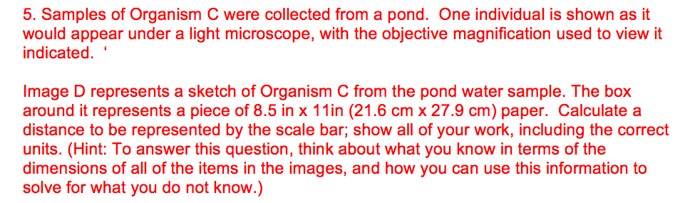 968x285 Solved 5. Samples Of Organism C Were Collected From A Pon - Light Microscope Sketch