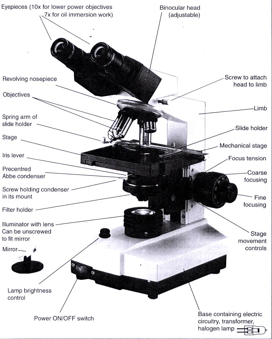 Light Microscope Sketch at Explore collection of