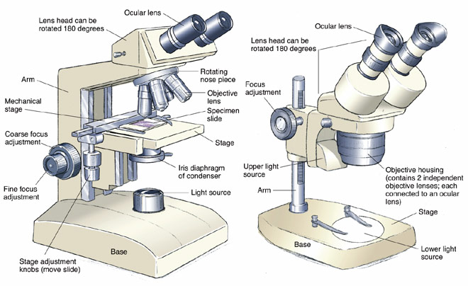 Light Microscope Sketch at PaintingValley.com | Explore collection of ...