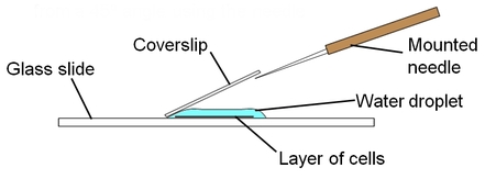 441x163 Chapter 6 Cell Structure - Light Microscope Sketch