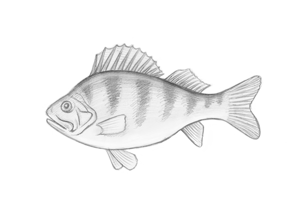 600x435 How To Draw A Perch With White Ink On Black Paper - Light Pencil Sketch