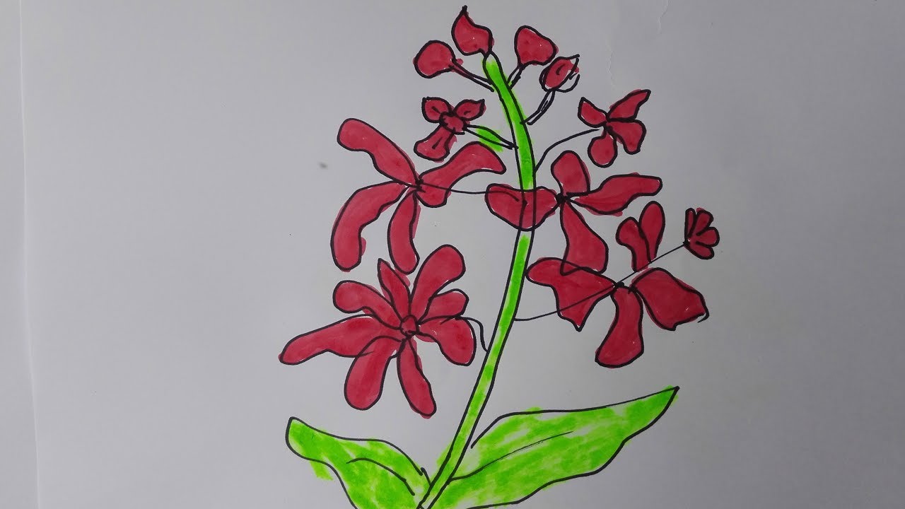 1280x720 How To Draw A Lilac Lilac Botanical Drawing Lilac Sketch - Lilac Sketch