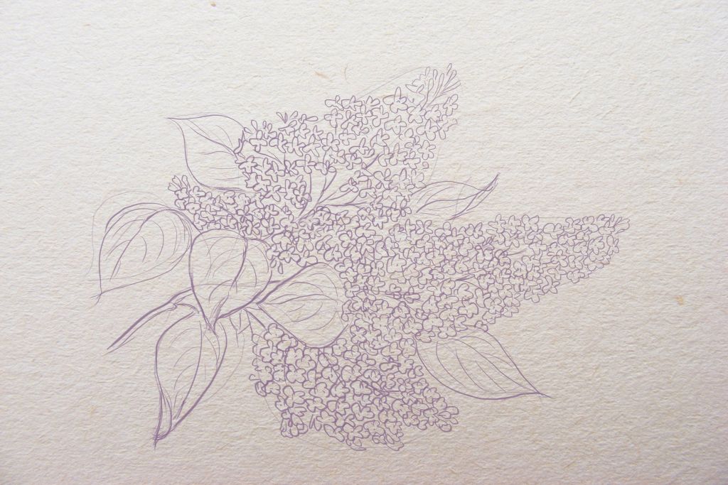 1024x683 How To Draw A Lilac - Lilac Sketch