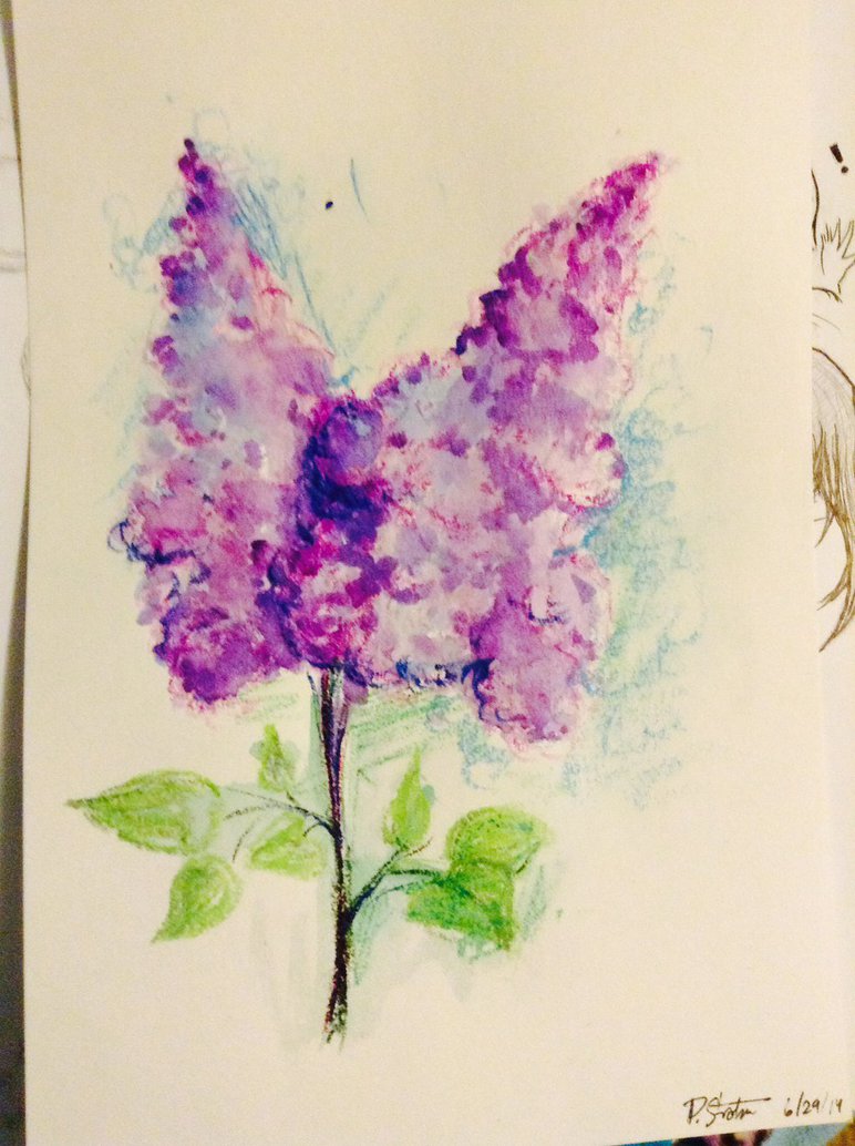 772x1034 Lilac Sketch By Origamiarcher - Lilac Sketch