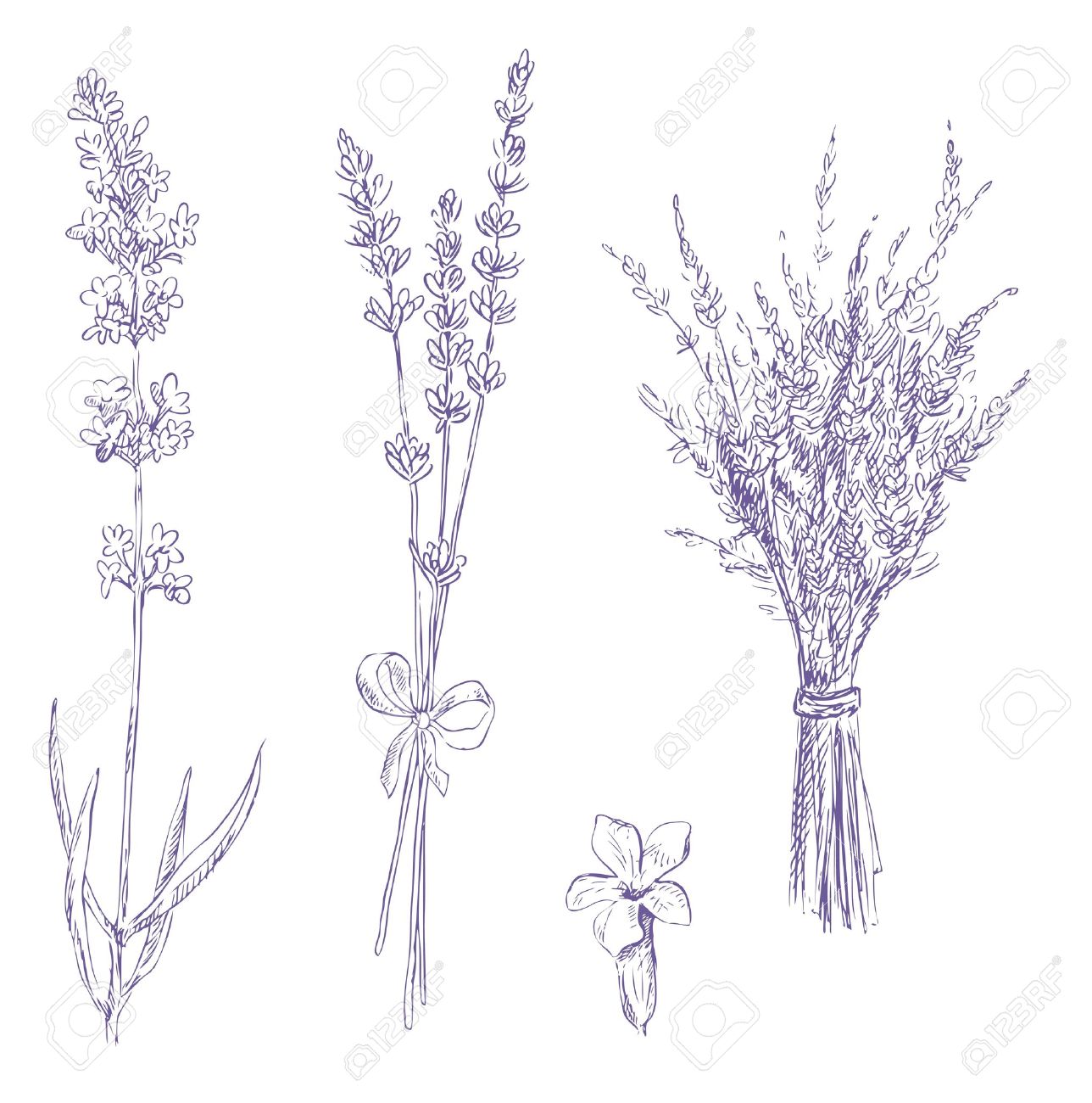 1288x1300 List Of Synonyms And Antonyms Of The Word Lilac Sketch - Lilac Sketch
