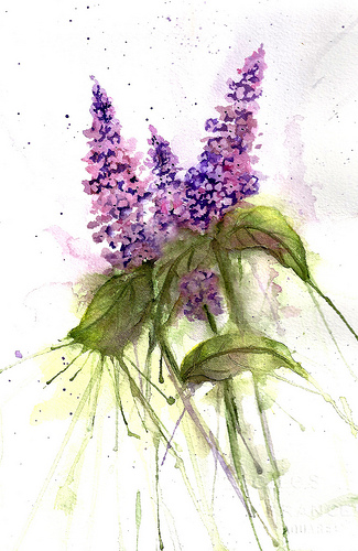 325x500 Sketching In Nature Lilacs - Lilac Sketch
