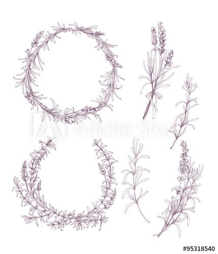 429x500 Vector Set Of Ink Hand Drawn Lavender Illustration In Lilac Color - Lilac Sketch