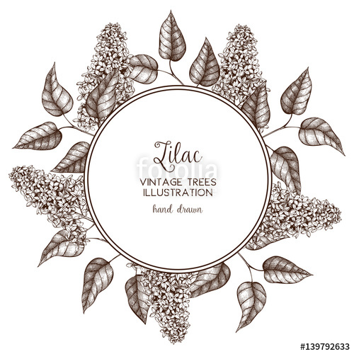 500x500 Vintage Vector Spring Card Design. Hand Drawn Blooming Branches Of - Lilac Sketch