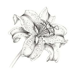Lillies Sketch