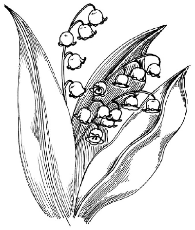 400x473 How To Draw A Lily Of The Valley Howstuffworks - Lillies Sketch