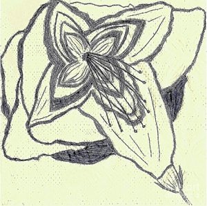 300x298 Lillies Drawings Fine Art America - Lillies Sketch