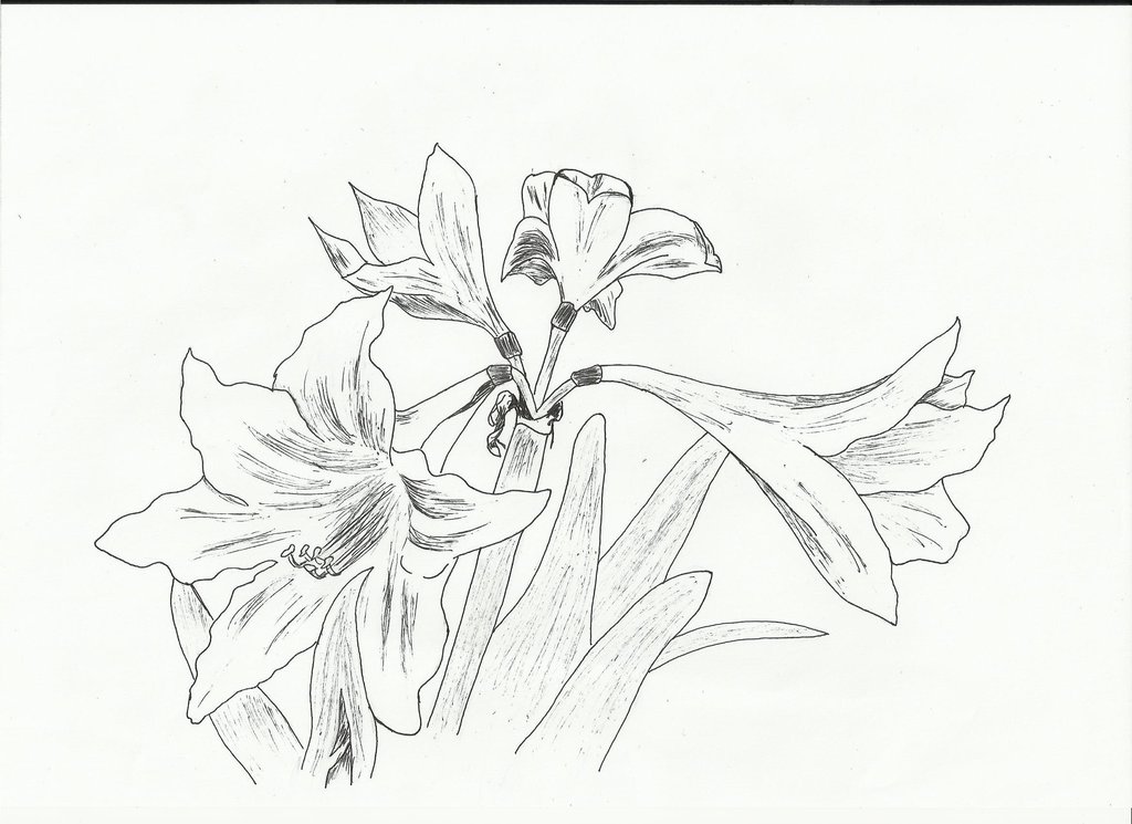 1024x745 Lillies By Nemanjaveselinovic - Lillies Sketch