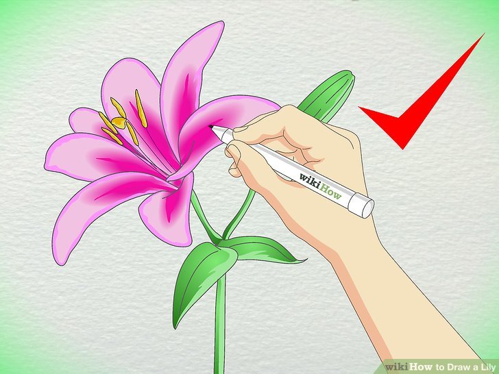 728x546 3 Ways To Draw A Lily - Lillies Sketch