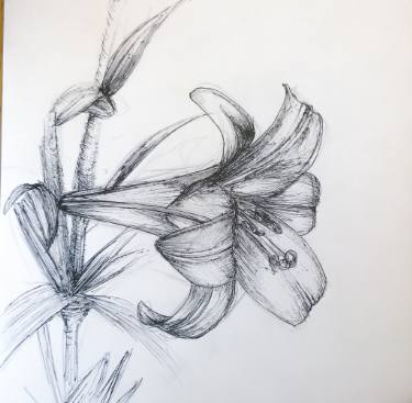 375x367 Lily (Fineliner) Drawing By Carmel Shayle Saatchi Art - Lillies Sketch