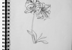 300x210 Sketch Pencil Flowers Drawing Pencil Flower Lillies - Lillies Sketch