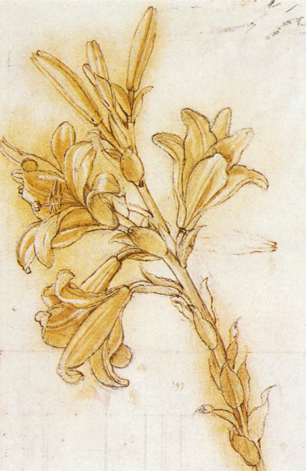 620x954 Sketch Of Lilies For Annunciation By Leonardo Da Vinci History - Lillies Sketch