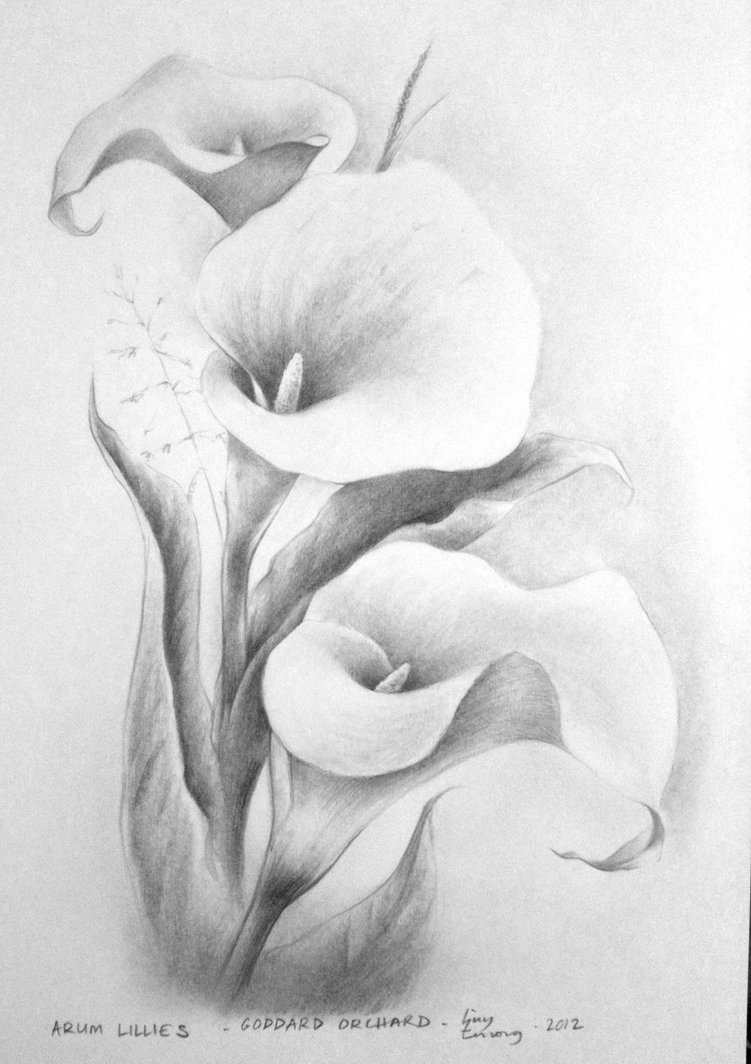 751x1064 Arum Lillies By Huy Truong - Lillies Sketch