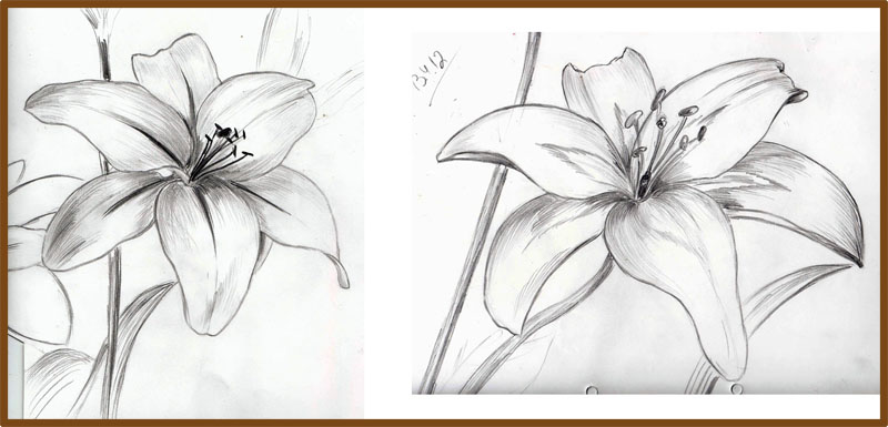 800x385 Weekly Doodles And Tuts How To Draw A Lily - Lillies Sketch