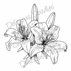 236x237 Lillies Sketch Black - Lillies Sketch