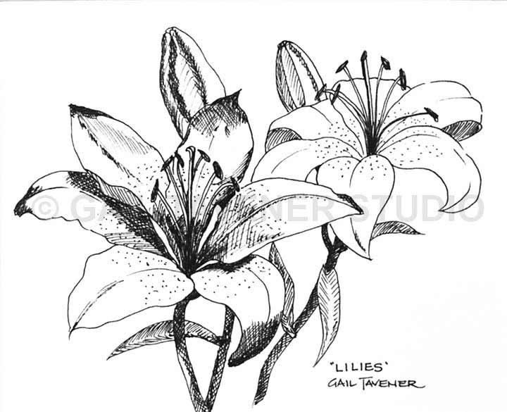 720x585 Award Winning Australian Artist Gail Tavener And Her Bendigo Studio - Lillies Sketch