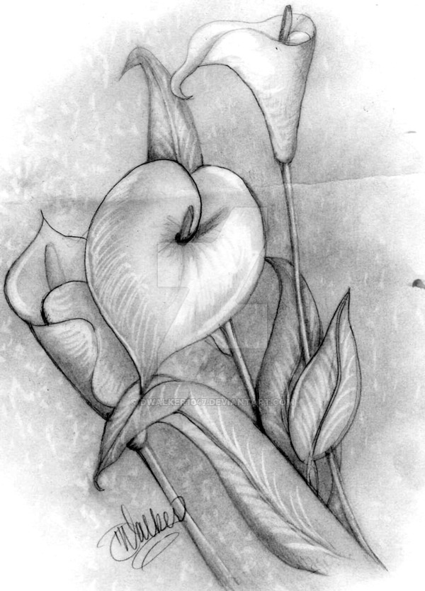 600x834 Calla Lillies Sketch 2 By Dwalker1047 - Lillies Sketch