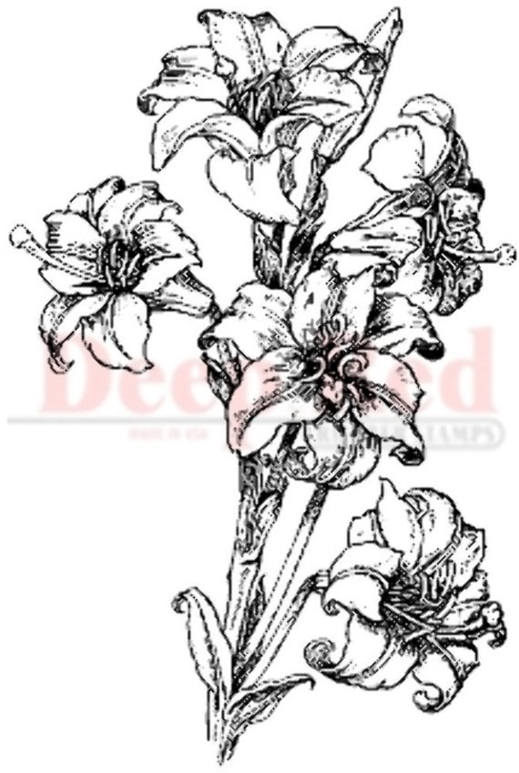 570x849 Deep Red Rubber Stamp Lillies Pen And Ink Drawing Sketch - Lillies Sketch