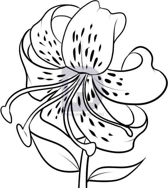 546x612 How To Draw A Tiger Lily, Step By Step, Drawing Guide, By - Lillies Sketch