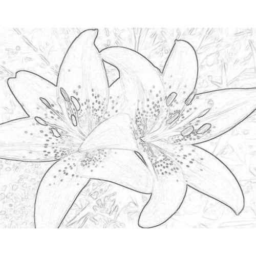 500x500 Lilly Flower Sketch For Canvas Painting - Lily Flower Sketch