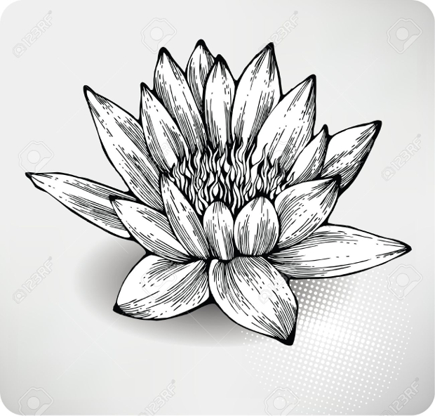 620x592 Flower Drawings, Sketches Design Trends - Lily Flower Sketch