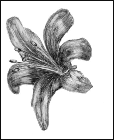 400x489 Lily Flower Sketch By Purplepopcornn - Lily Flower Sketch