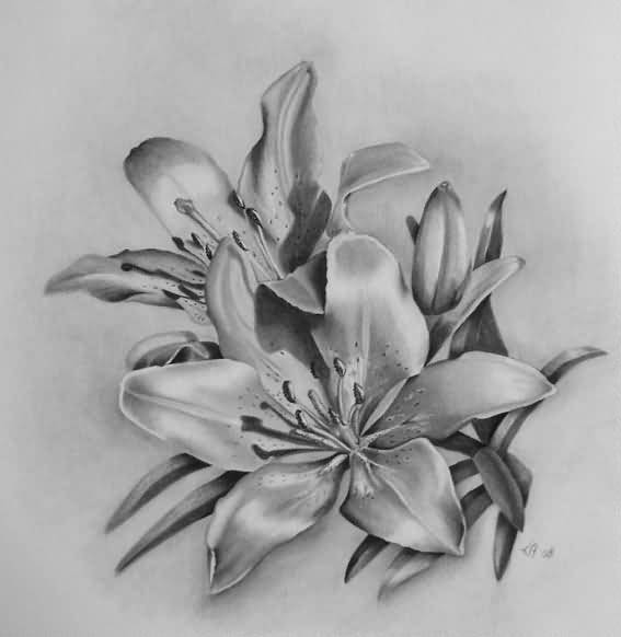 567x582 Nice Lily Flower Tatto Sketch - Lily Flower Sketch