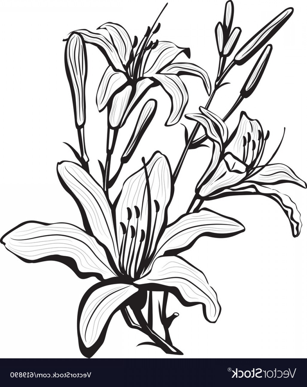1026x1296 Sketch Of Lily Flowers Vector Arenawp - Lily Flower Sketch