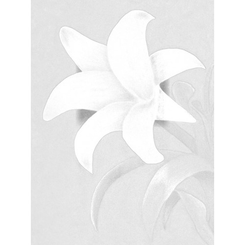 500x500 White Lily Flower Sketch For Canvas Painting - Lily Flower Sketch