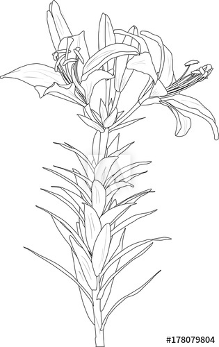 315x500 Lily Flower Sketch Isolated On White - Lily Flower Sketch
