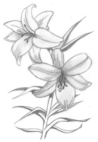 344x497 Lily Flowers Drawings Flowers - Lily Flower Sketch