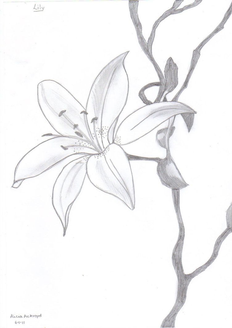 752x1063 Lily Flowers Drawings Lily Pencil Drawing By Fashionnightmare12 - Lily Flower Sketch