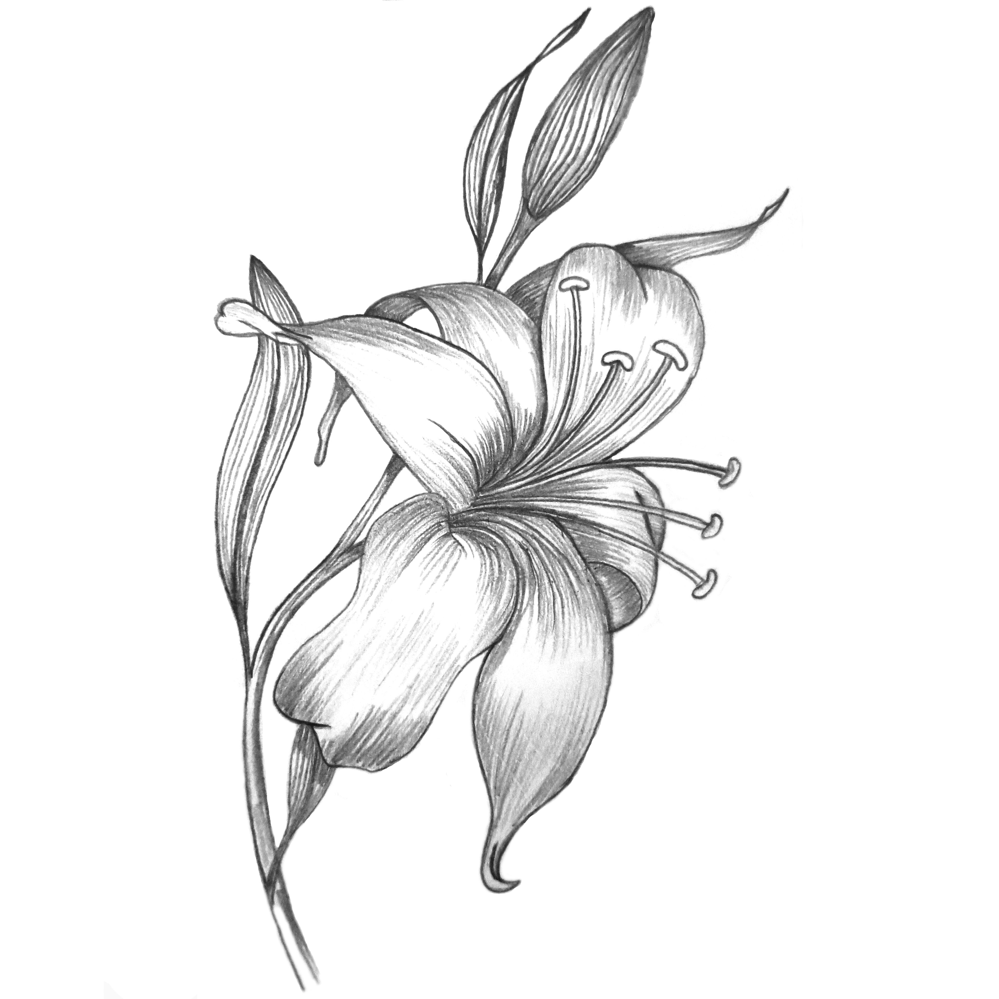 3855x3855 Pencil Sketch - Lily Flower Sketch