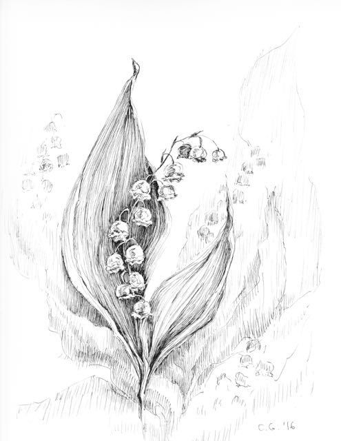 495x640 Image Result For Lily Of The Valley Sketch Tattoo - Lily Of The Valley Sketch