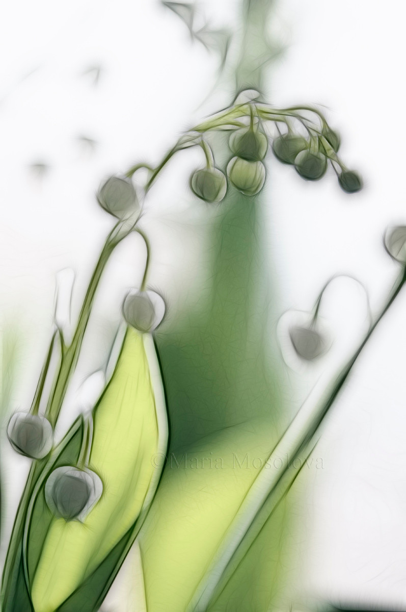797x1200 Images Of Lily Of The Valley Flowers. Convallaria Majalis - Lily Of The Valley Sketch