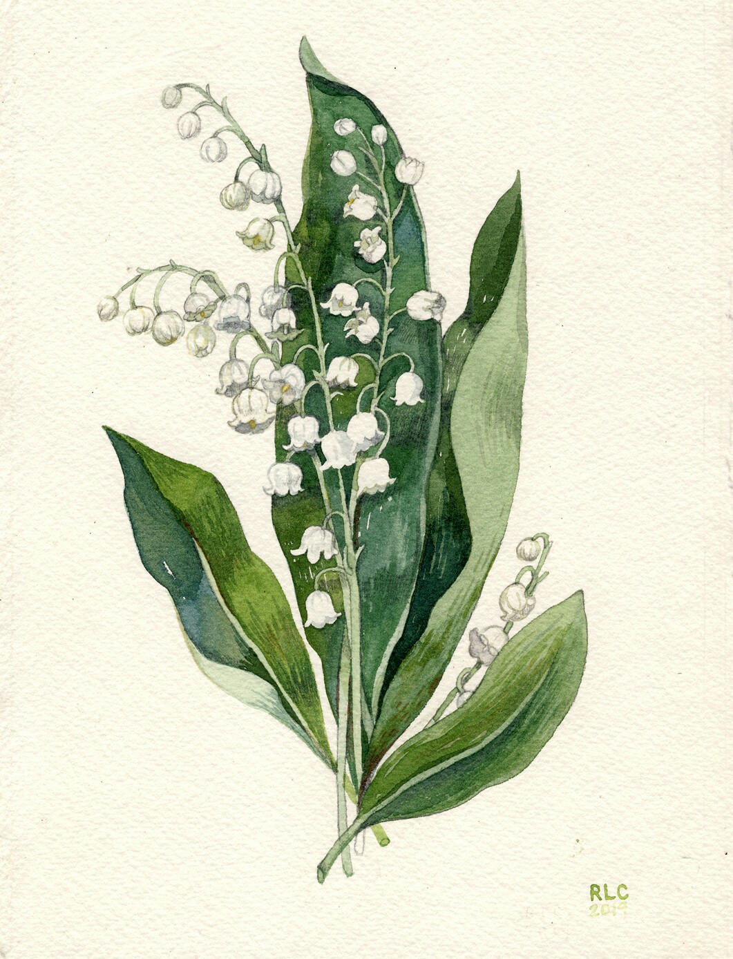 Lily Of The Valley Sketch at Explore collection of