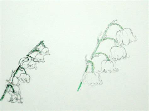 474x355 Lily Of The Valley Drawing. How To Draw Lily Of Valley Flowers - Lily Of The Valley Sketch