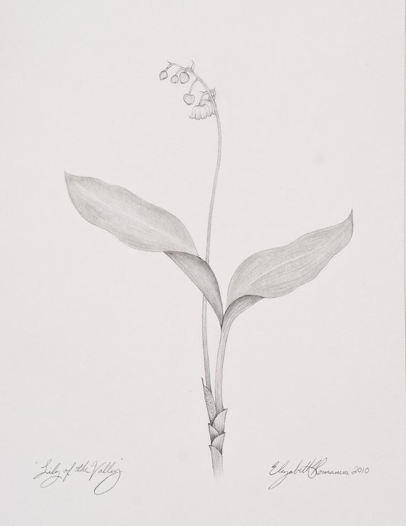 570x739 Lily Of The Valley Original Pencil Drawing Etsy - Lily Of The Valley Sketch