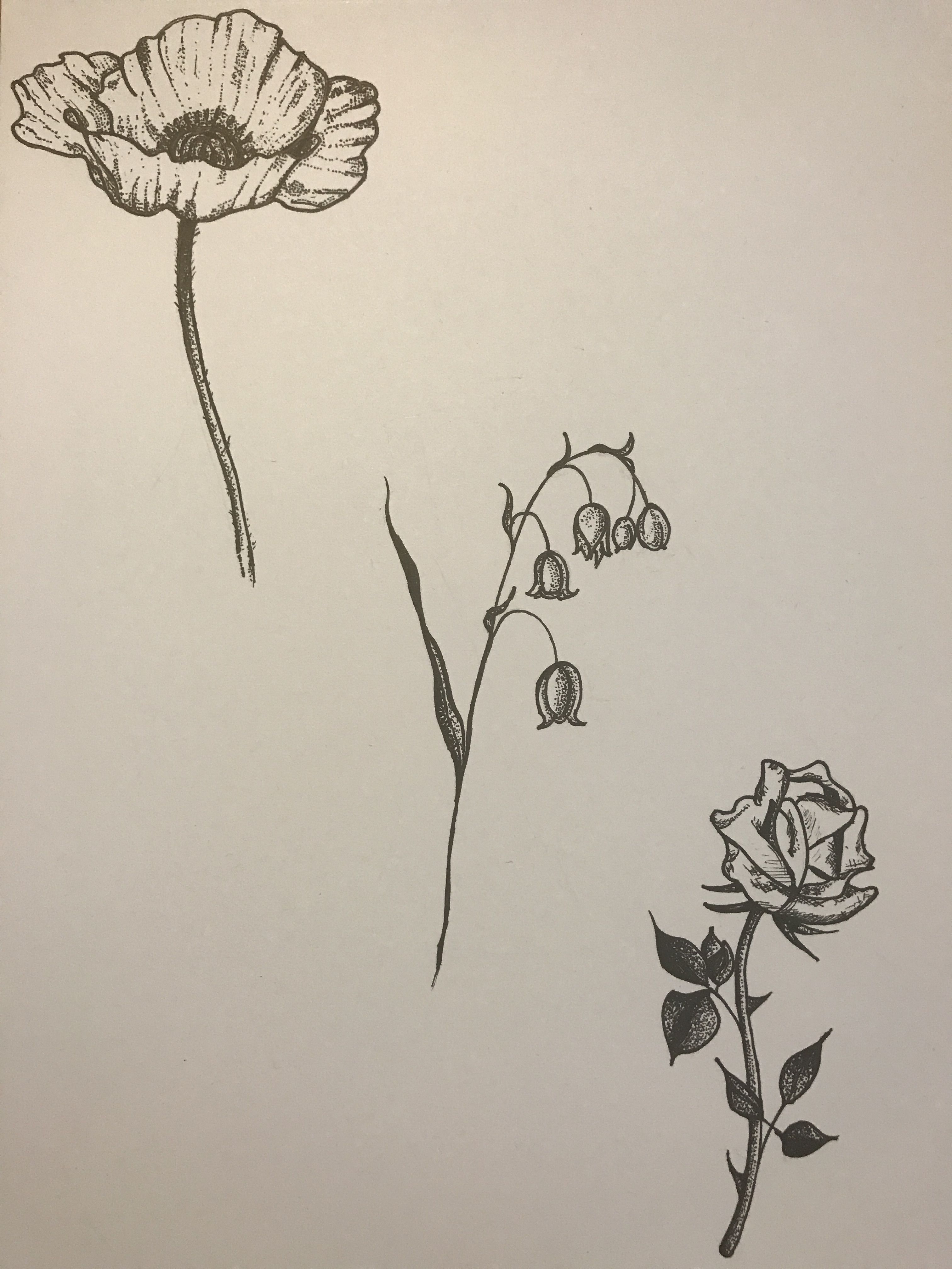 3024x4032 Pen Ink Sketches Of (Left To Right) Poppy, Lily Of The Valley And - Lily Of The Valley Sketch